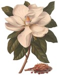 Magnolia