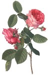 Rosa