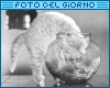 Foto del giorno