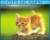 Foto del giorno